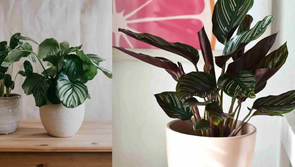 tanaman hias Calathea