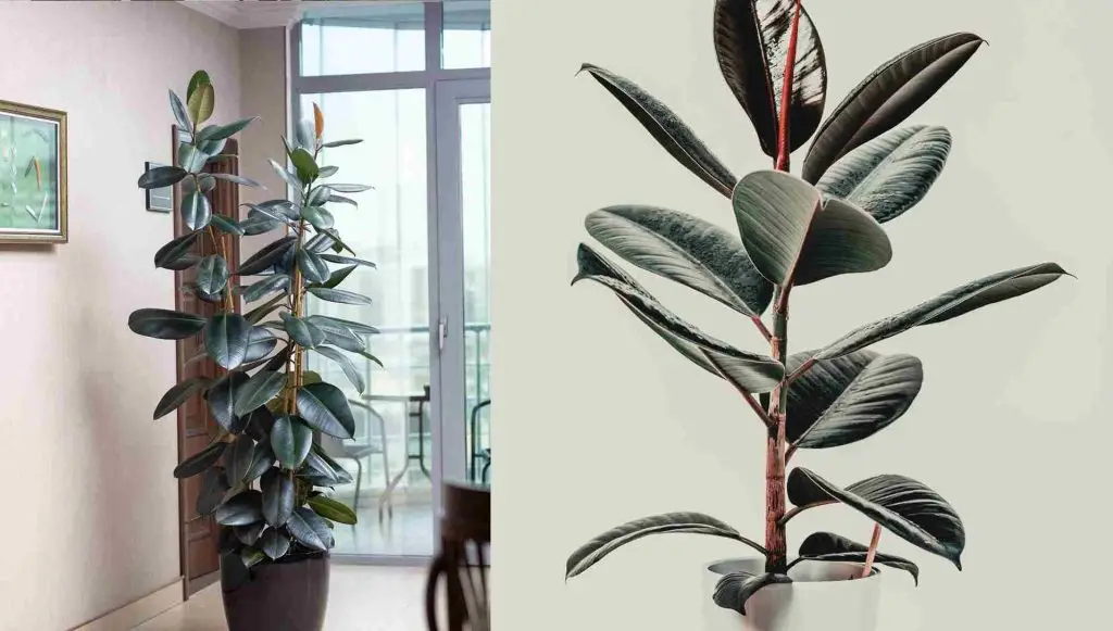 Rubber Plant